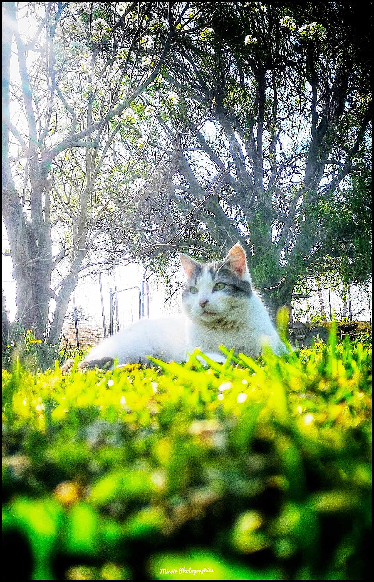 Jingle a rejoint le concours — aidez-le/la à gagner de superbes lots ! animal, cat, daylight, feline, flora, flower, garden, grass, greenery, lying_down, mammal, nature, outdoor, peaceful, pet, relaxation, scenery, spring, sunlight, tree