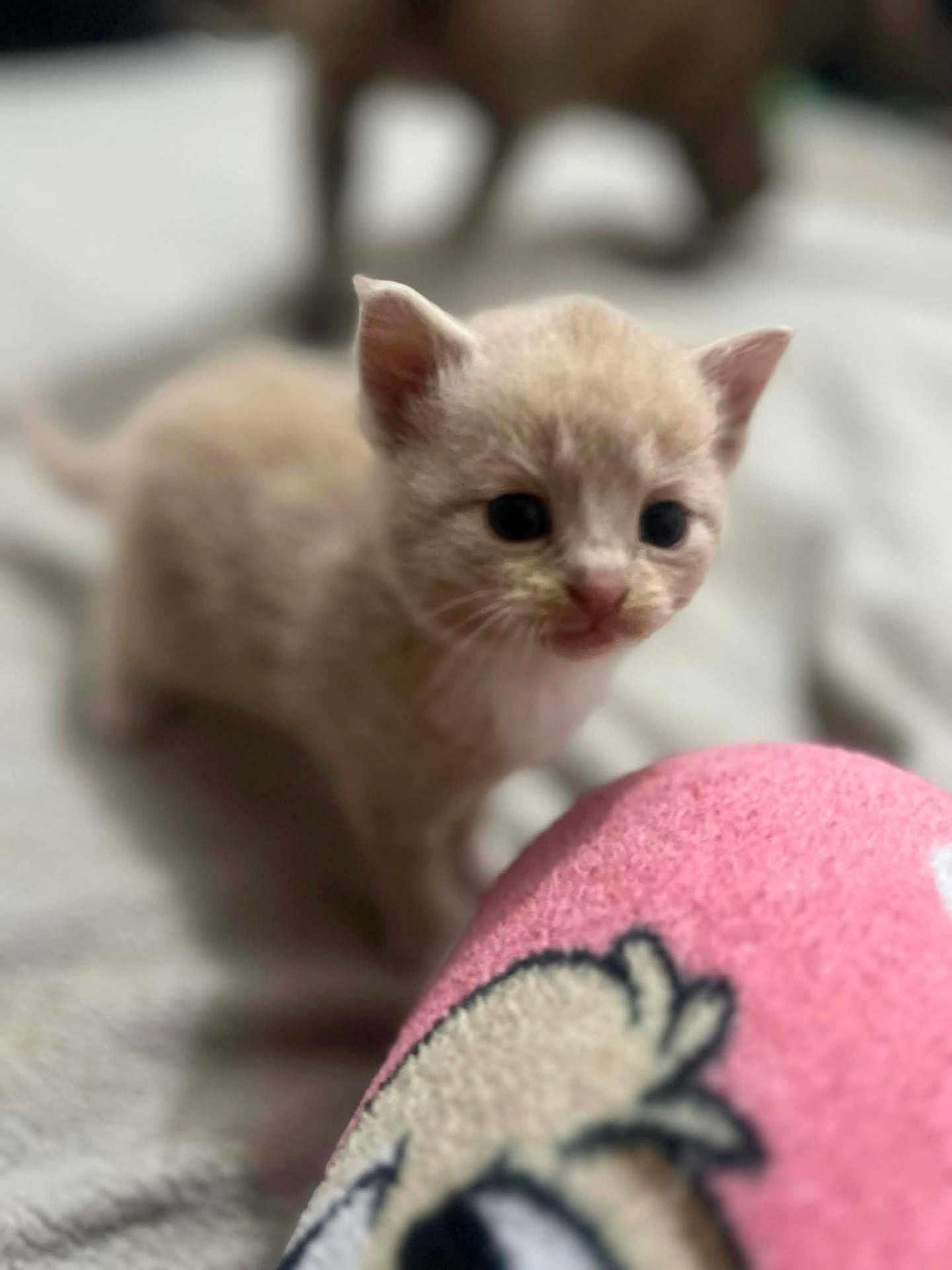 Chippie a rejoint le concours — aidez-le/la à gagner de superbes lots ! kitten, cat, animal, pet, young, furry, cute, indoor, blanket, soft, pink, cartoon, closeup, small, fur, whiskers, ears, eyes, mammal, domestic