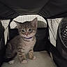 kitten, cat, pet, animal, feline, collar, indoor, mesh, carrier, cute, young, small, fur, whiskers, paws, curious, cozy, bedding, domestic, gray
