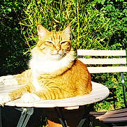 Simba Le Kikouillou a rejoint le concours — aidez-le/la à gagner de superbes lots ! cat, chair, feline, garden, greenery, metal_legs, nature, orange_cat, outdoor, peaceful, pet, plants, potted_plant, relaxing, shadows, summer, sunlight, table, white_cat, wooden_table