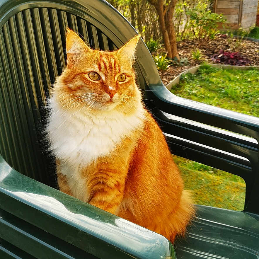 Simba Le Kikouillou a rejoint le concours — aidez-le/la à gagner de superbes lots ! animal, backyard, calm, cat, daytime, feline, fluffy, garden, grass, green_chair, leaf, nature, orange_cat, outdoor, pet, plastic_chair, sitting, sunlight, tree, white_fur