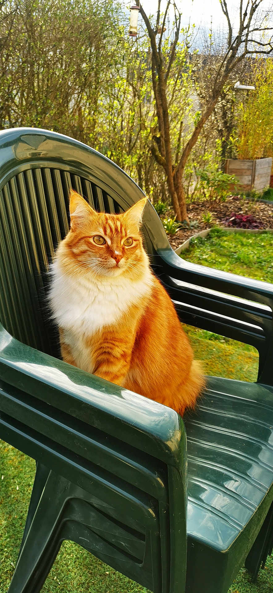 Simba Le Kikouillou a rejoint le concours — aidez-le/la à gagner de superbes lots ! animal, backyard, calm, cat, daytime, feline, fluffy, garden, grass, green_chair, leaf, nature, orange_cat, outdoor, pet, plastic_chair, sitting, sunlight, tree, white_fur