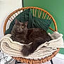 cat, gray_cat, fluffy, chair, wicker_chair, blanket, pillow, green_wall, indoor, pet, animal, relaxed, cozy, home, furniture, floor, resting, cute, fur, tail
