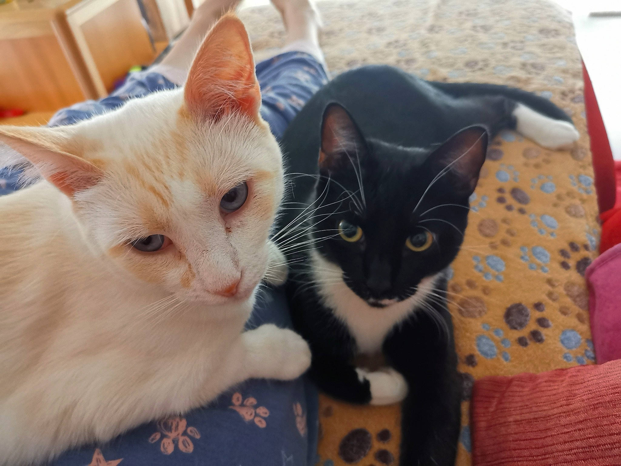 Namaste participe au concours pour gagner de l'argent avec cette photo : aegean_cat, asian, carnivore, cat, colorpoint_shorthair, domestic_short_haired_cat, ear, european_shorthair, eye, felidae, fur, german_rex, khao_manee, kitten, mammal, polydactyl_cat, small_to_medium_sized_cats, turkish_angora, turkish_van, whiskers