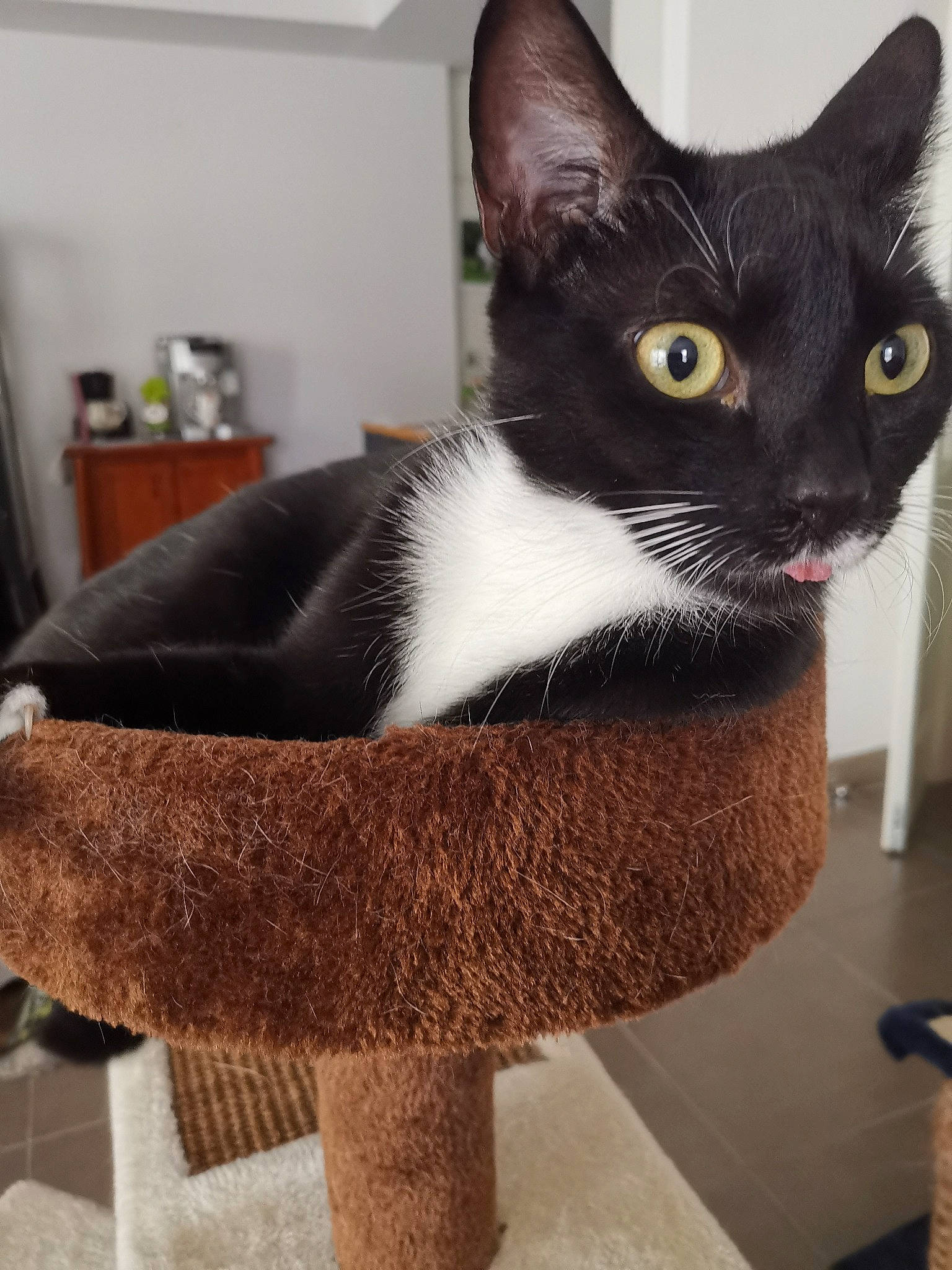 Namaste participe au concours pour gagner de l'argent avec cette photo : asian, black_cat, burmese, carnivore, cat, domestic_short_haired_cat, felidae, german_rex, mammal, small_to_medium_sized_cats, whiskers