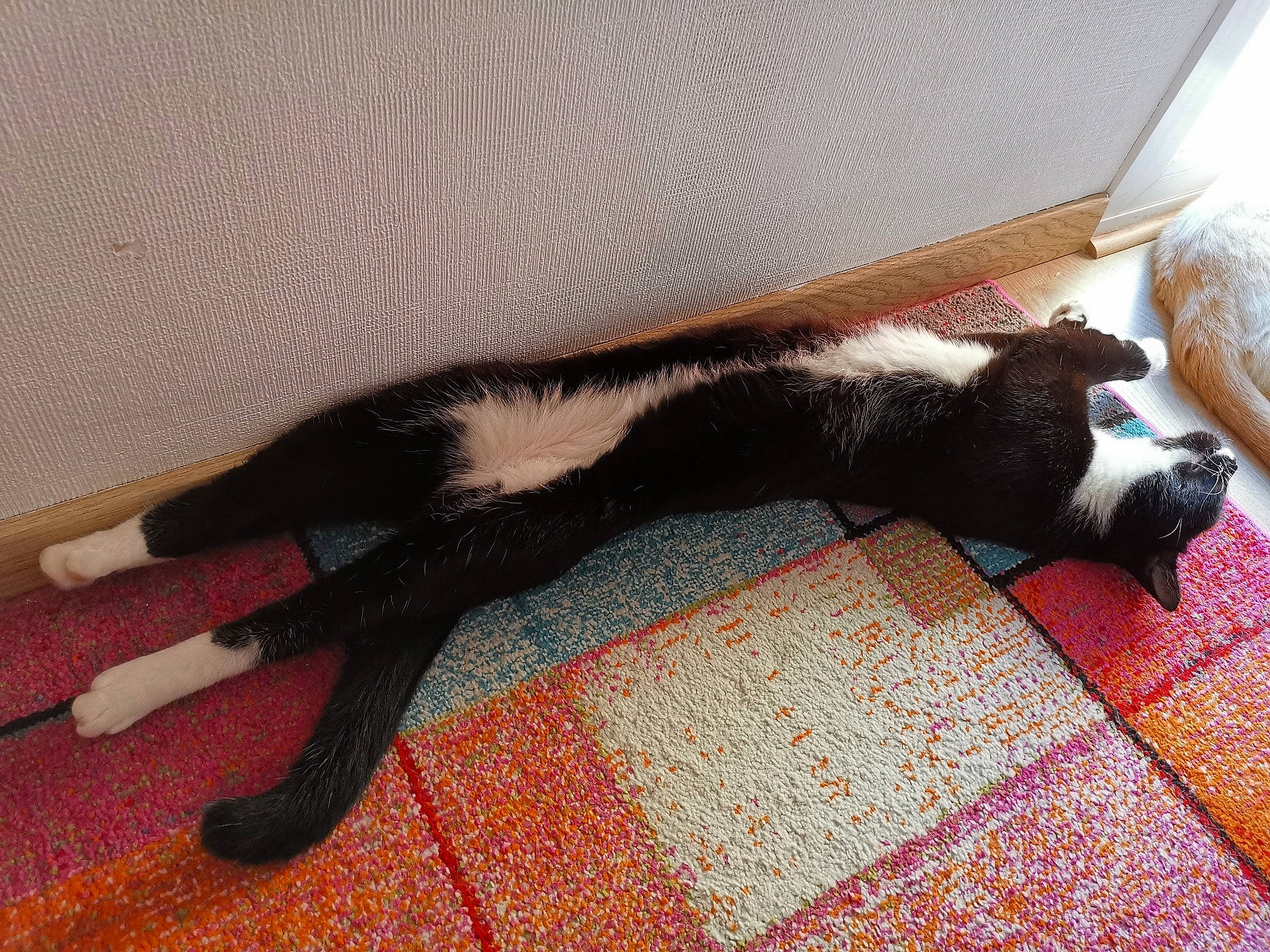 Namaste a rejoint le concours — aidez-le/la à gagner de superbes lots ! black_cat, canidae, carnivore, cat, felidae, floor, nap, small_to_medium_sized_cats, tail