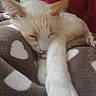 Amor participe au concours pour gagner de l'argent avec cette photo : aegean_cat, cat, cat_like_mammal, colorpoint_shorthair, domestic_short_haired_cat, eye, fur, kitten, paw, skin, small_to_medium_sized_cats, snout, turkish_angora, whiskers