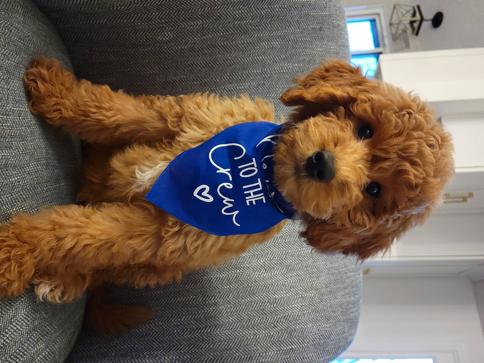 Booker joined the competition — help win amazing prizes! airedale_terrier, canidae, carnivore, companion_dog, dog, dog_breed, dog_clothes, dog_supply, fur, pet_supply, small_terrier, snout, sporting_group, stuffed_toy, sunglasses, terrier, toy, toy_dog, welsh_terrier, working_animal