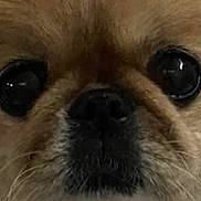 Maxwell is registered to the contest to win money with this photo: dog, close_up, face, fur, eyes, pet, animal, cute, small_dog, nose, whiskers, fluffy, portrait, canine, muzzle, expression, domestic_animal, brown_fur, adorable, companion