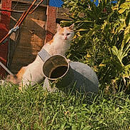 Lilly participe au concours pour gagner de l'argent avec cette photo : animal, blue_sky, cat, curious_cat, daylight, fence, flora, garden, grass, greenery, leaf, nature, orange_and_white_cat, outdoor, pet, plants, rusty_metal, shadows, sunlight, watering_can