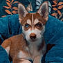 puppy, dog, husky, heterochromia, blue_eye, brown_eye, pet, animal, fur, ears, blanket, indoor, cozy, resting, portrait, canine, cute, young, paw, decor