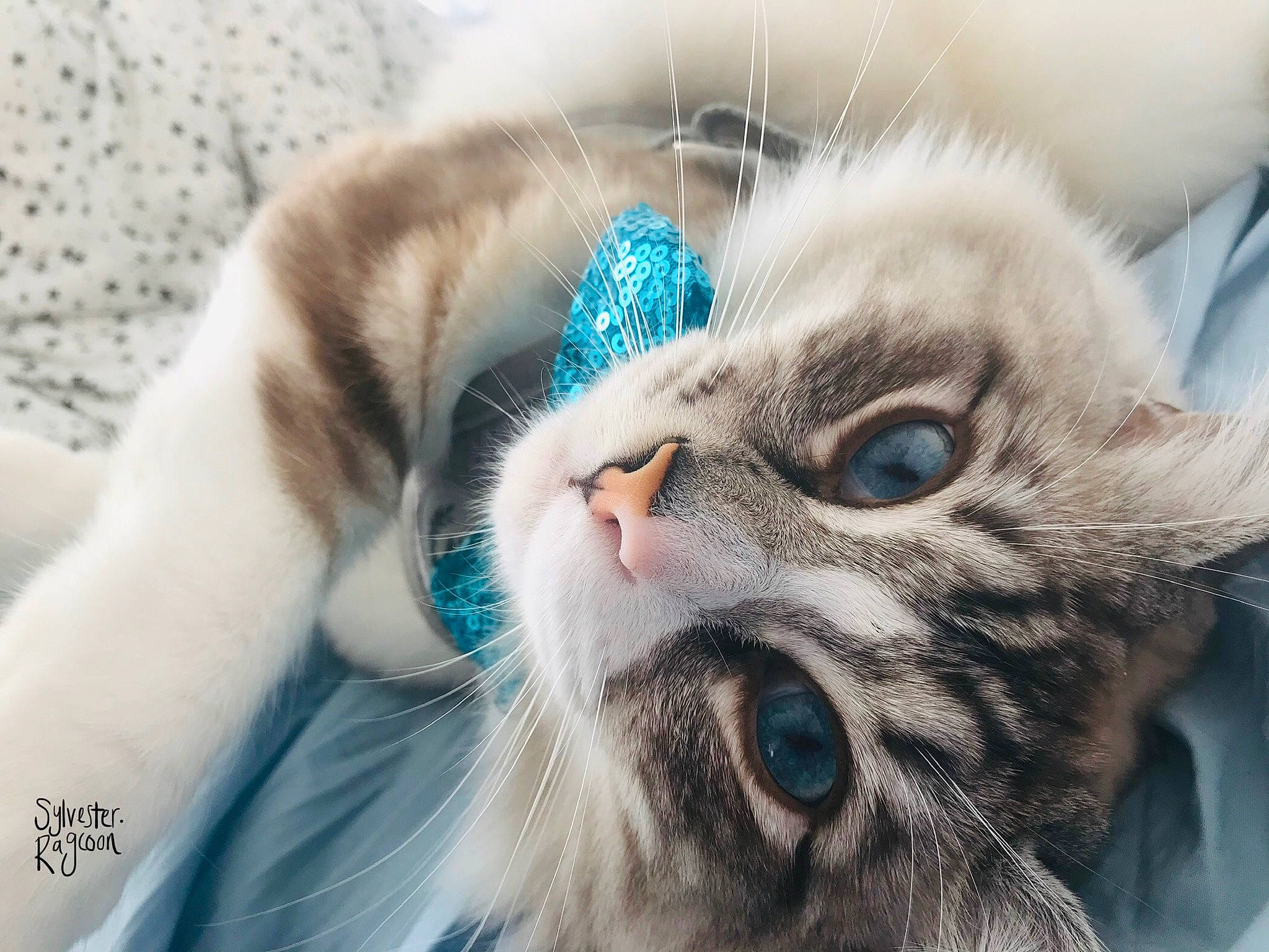 Sylvester Ragcoon is registered to the contest to win money with this photo: american_curl, asian, british_semi_longhair, carnivore, cat, ear, eye, felidae, fur, kitten, mammal, nose, ojos_azules, paw, ragamuffin, ragdoll, siberian, small_to_medium_sized_cats, snout, whiskers