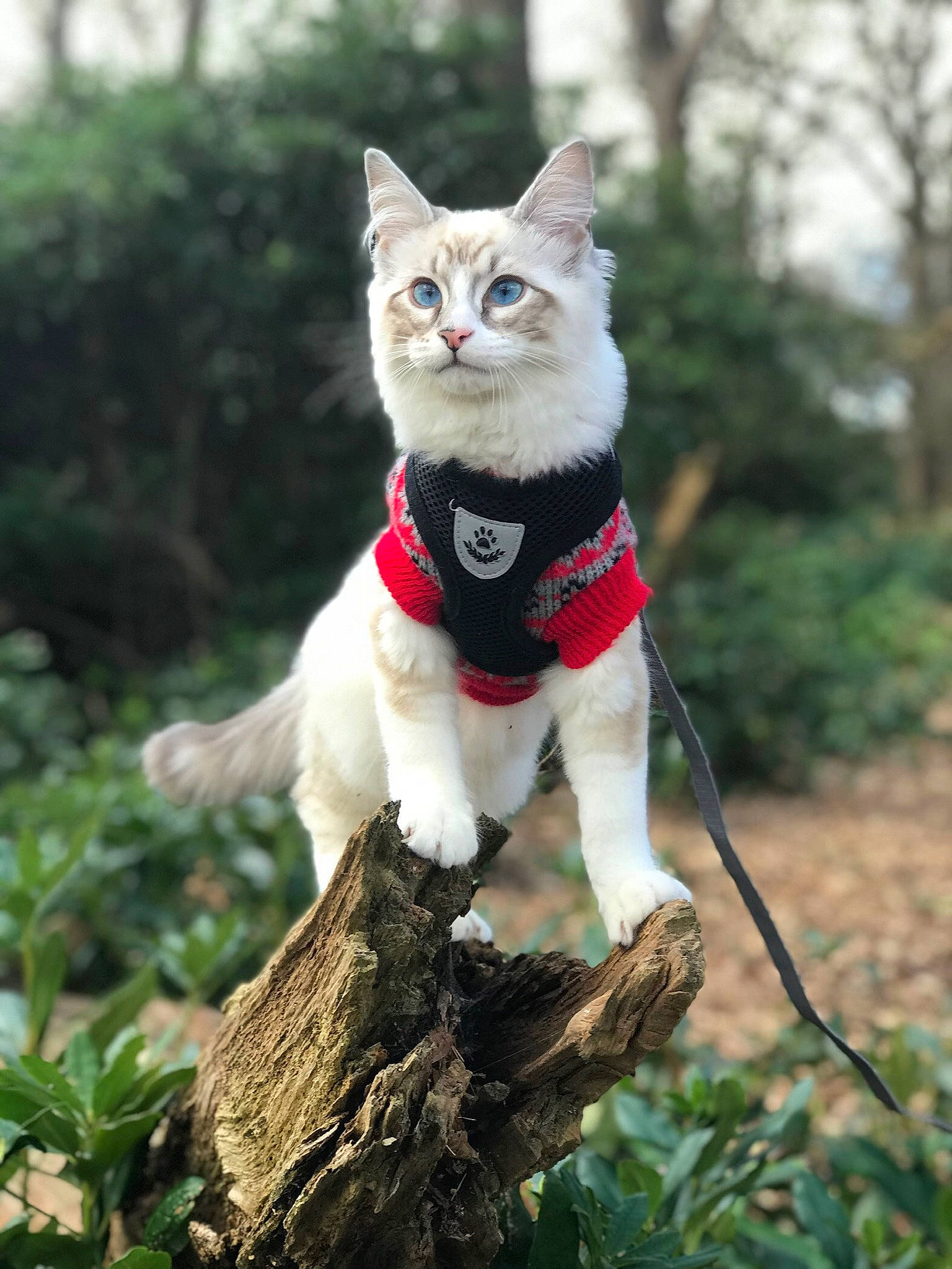 Sylvester Ragcoon is registered to the contest to win money with this photo: aegean_cat, american_wirehair, asian, carnivore, cat, domestic_short_haired_cat, european_shorthair, fawn, felidae, german_rex, kitten, mammal, plant, small_to_medium_sized_cats, tabby_cat, tail, tree, turkish_van, whiskers