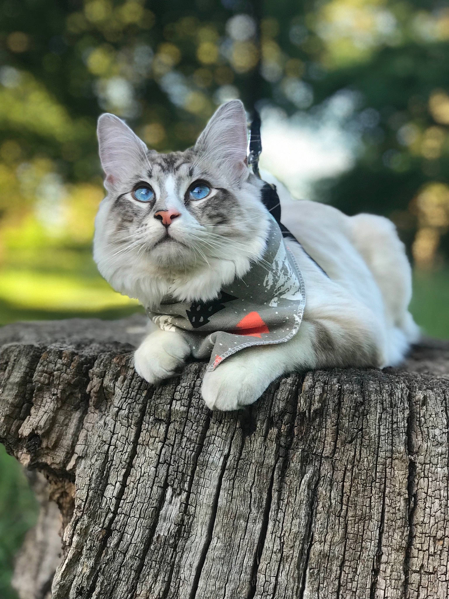 Sylvester Ragcoon is registered to the contest to win money with this photo: aegean_cat, american_wirehair, asian, branch, carnivore, cat, domestic_short_haired_cat, european_shorthair, felidae, fur, kitten, mammal, norwegian_forest_cat, plant, siberian, small_to_medium_sized_cats, tabby_cat, tree, trunk, whiskers