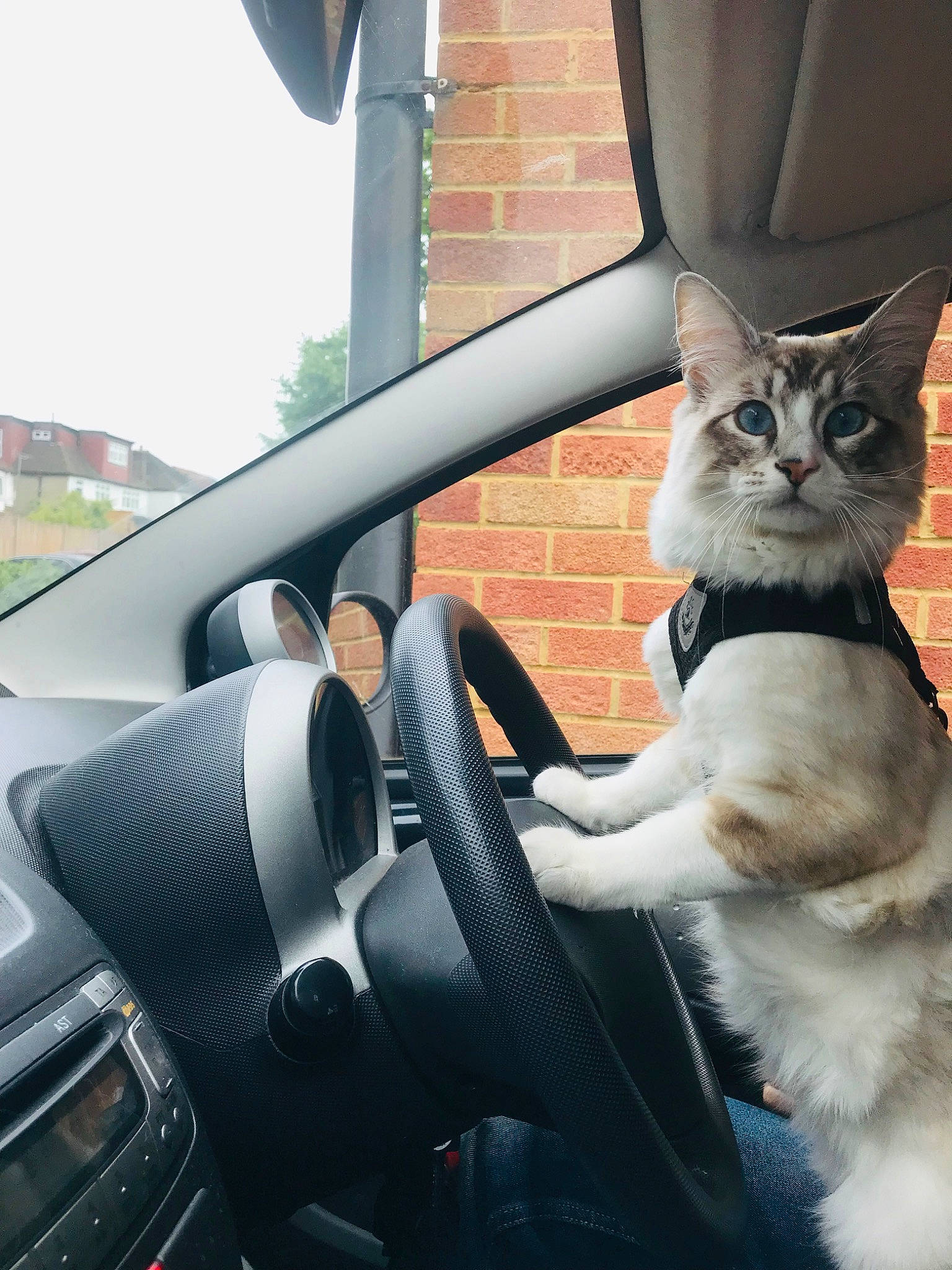 Sylvester Ragcoon joined the competition — help win amazing prizes! asian, auto_part, automotive_window_part, car, car_seat, carnivore, cat, driving, felidae, fur, glass, photography, small_to_medium_sized_cats, snapshot, snout, vehicle, vehicle_door, whiskers, window, windshield