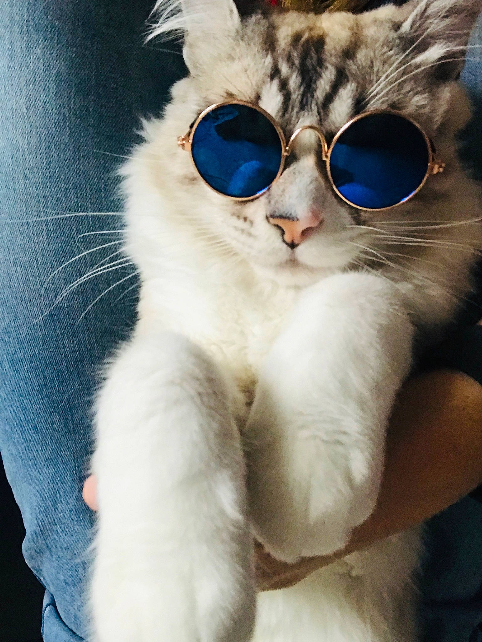 Sylvester Ragcoon joined the competition — help win amazing prizes! carnivore, cat, claw, cool, ear, eye, eyewear, felidae, fur, glasses, kitten, nose, paw, small_to_medium_sized_cats, snout, sunglasses, tail, vision_care, whiskers