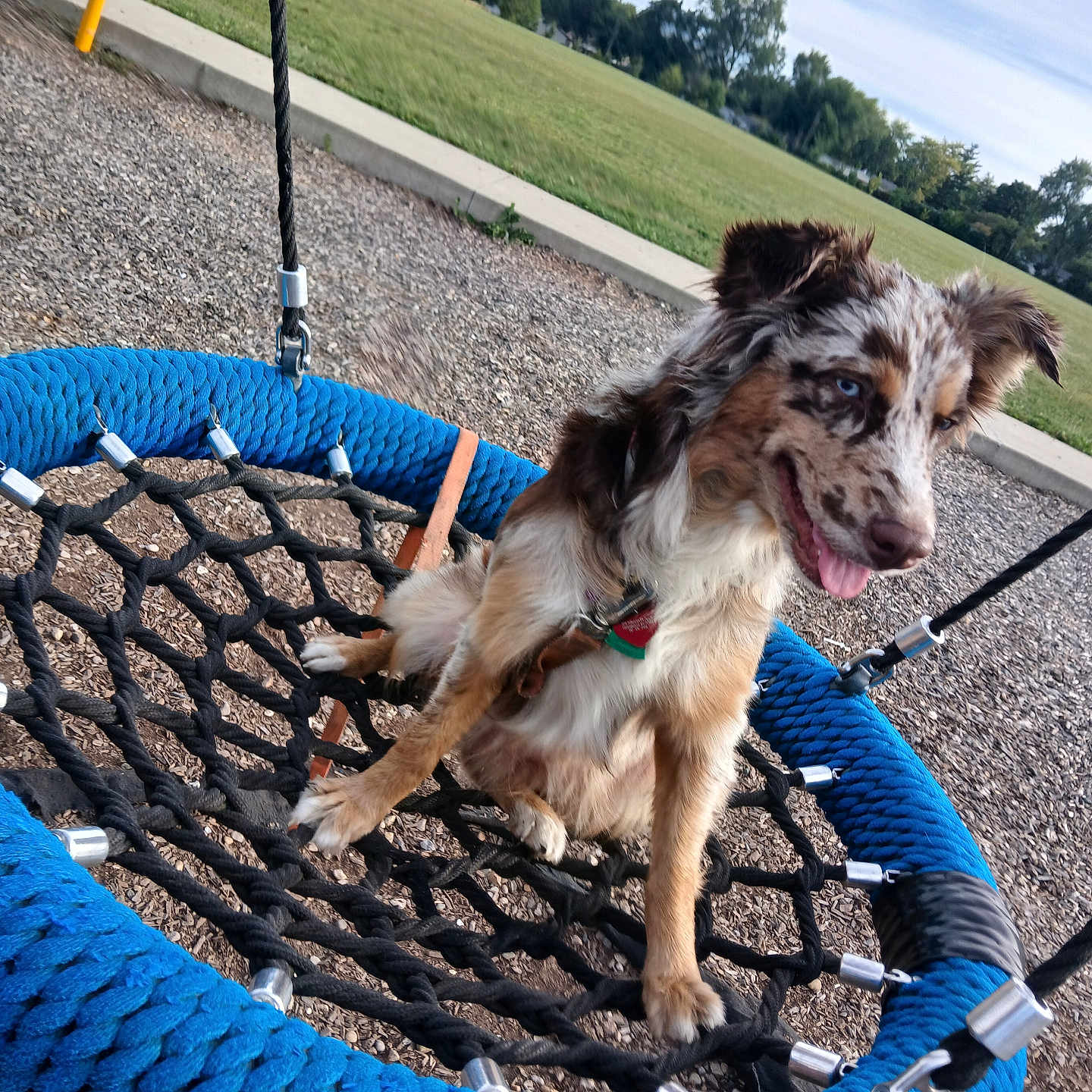 Nova