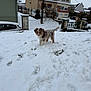Aïko a rejoint le concours — aidez-le/la à gagner de superbes lots ! puppy, dog, snow, outdoor, winter, house, residential, fence, paw_prints, curious, fluffy, animal, canine, cold, nature, daylight, background, yard, pet, playful