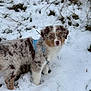 Aïko a rejoint le concours — aidez-le/la à gagner de superbes lots ! animal, australian_shepherd, black, blue_harness, brown, canine, cold, curious, cute, dog, fur, grass, nature, outdoor, pet, puppy, snow, standing, white, winter