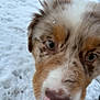 animal, brown, canine, close_up, curious, cute, dog, eyes, face, fur, nature, nose, outdoor, pet, portrait, puppy, snow, white, winter, young