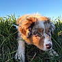 puppy, dog, grass, outdoor, sunlight, blue_sky, nature, animal, pet, closeup, fur, cute, young_dog, playing, summer, daylight, canine, adorable, nose, ears
