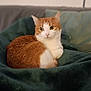 Noisette a rejoint le concours — aidez-le/la à gagner de superbes lots ! animal, blanket, calm, cat, comfort, cozy, curled_up, cute, domestic_cat, feline, fur, indoor, looking, mammal, orange_cat, pet, relaxation, resting, soft, white_cat