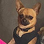 dog, small_dog, pet, brown_dog, black_harness, sitting, indoor, looking_at_camera, close_up, canine, domestic_animal, companion, ears_up, alert, furry, cute, animal, portrait, calm, household