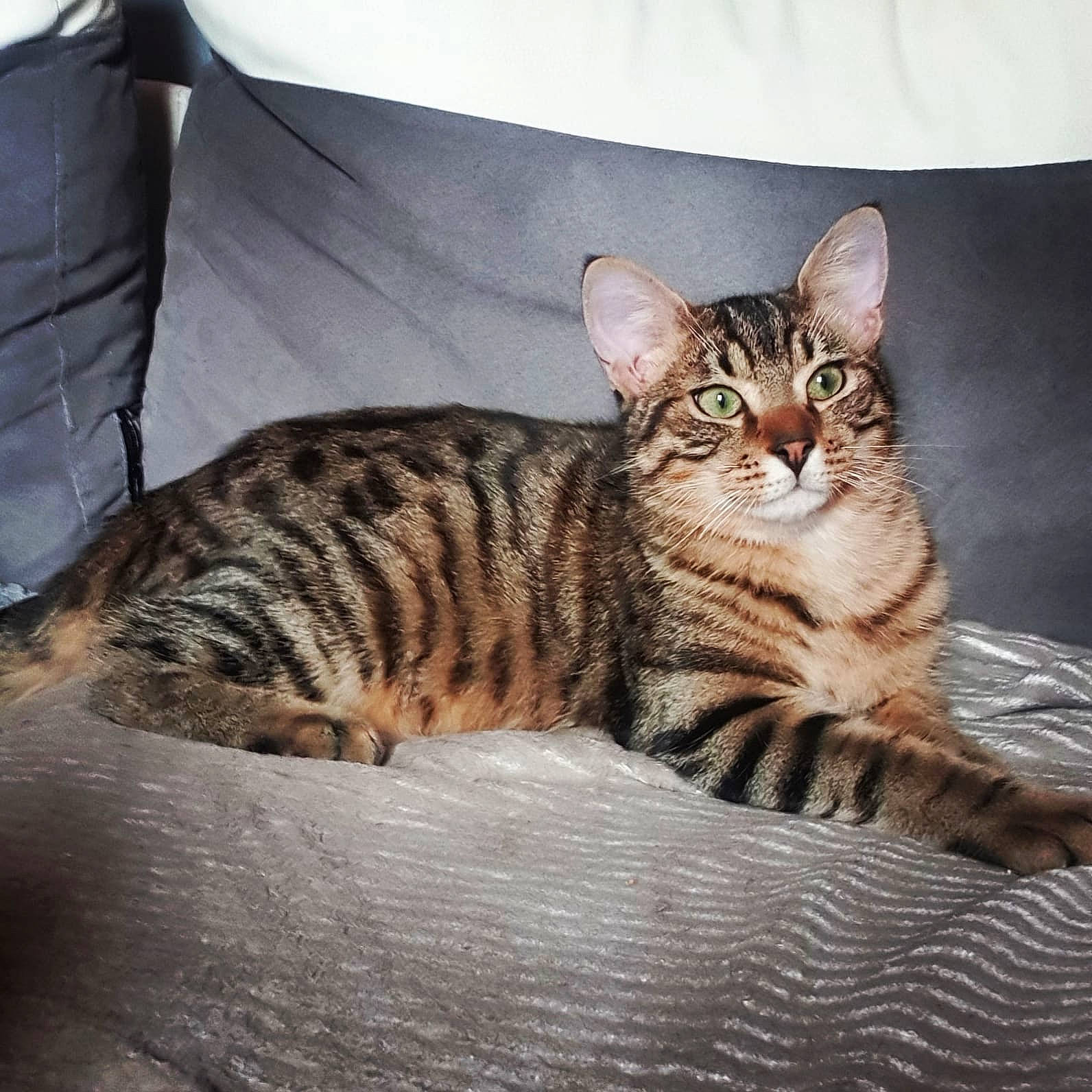 Safir participe au concours pour gagner de l'argent avec cette photo : box, carnivore, cat, comfort, couch, domestic_short_haired_cat, door, eye, felidae, fur, paw, pillow, rectangle, sitting, small_to_medium_sized_cats, snout, tail, terrestrial_animal, throw_pillow, whiskers