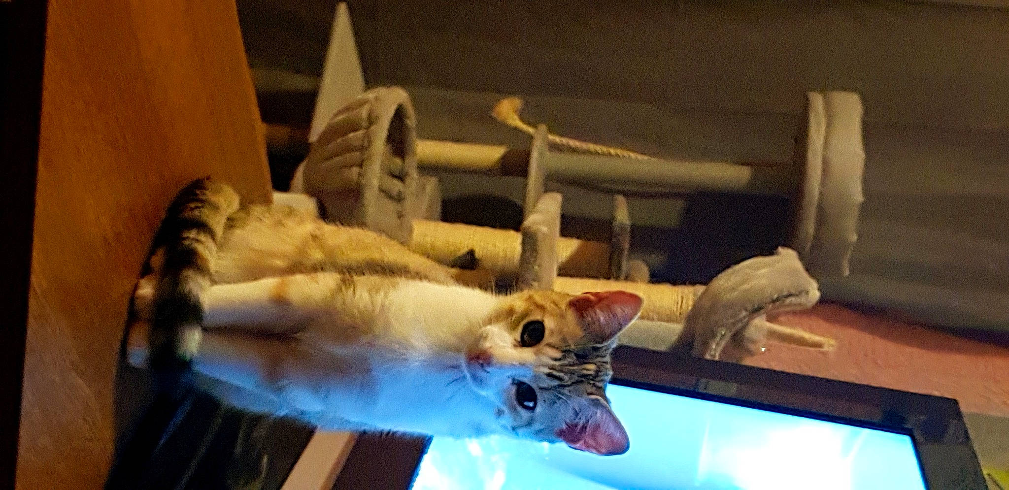 Ruby a rejoint le concours — aidez-le/la à gagner de superbes lots ! carnivore, cat, claw, domestic_short_haired_cat, electric_blue, fang, fawn, felidae, fur, paw, room, small_to_medium_sized_cats, tail, whiskers, wood