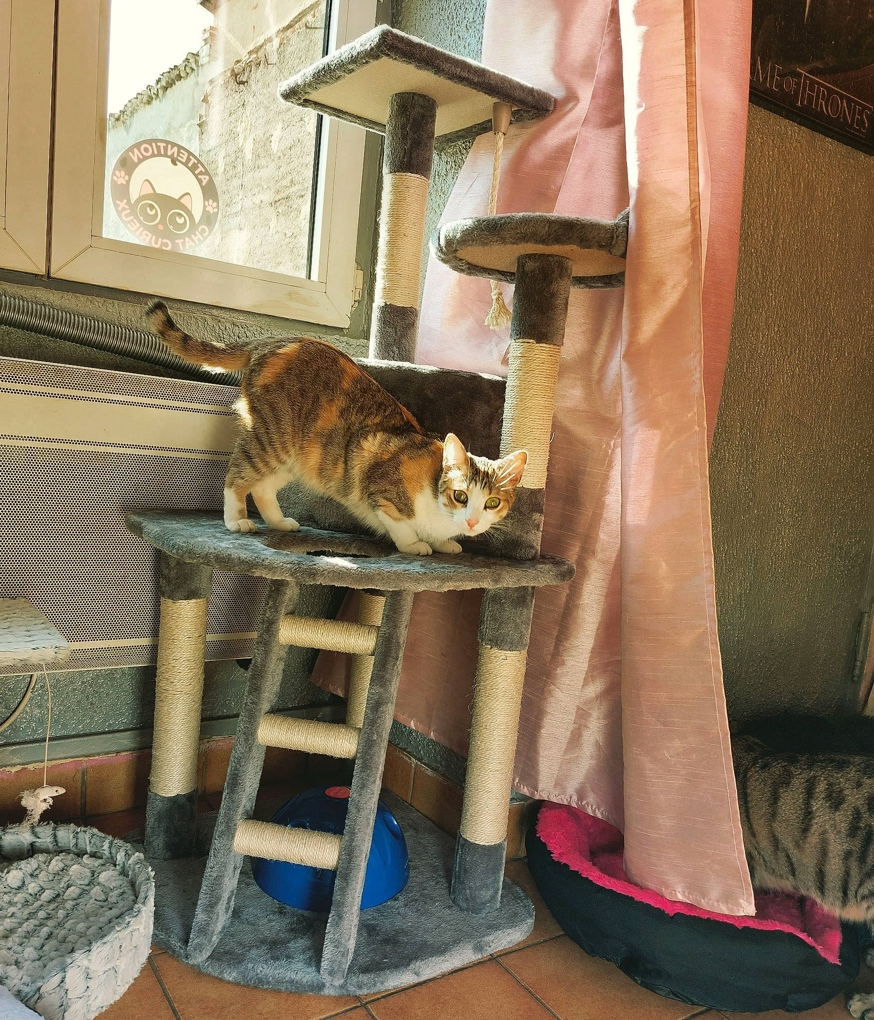 Ruby participe au concours pour gagner de l'argent avec cette photo : building, carnivore, cat, chair, comfort, fawn, felidae, fur, interior_design, pet_supply, room, shelf, shelving, small_to_medium_sized_cats, table, tail, textile, whiskers, window, wood