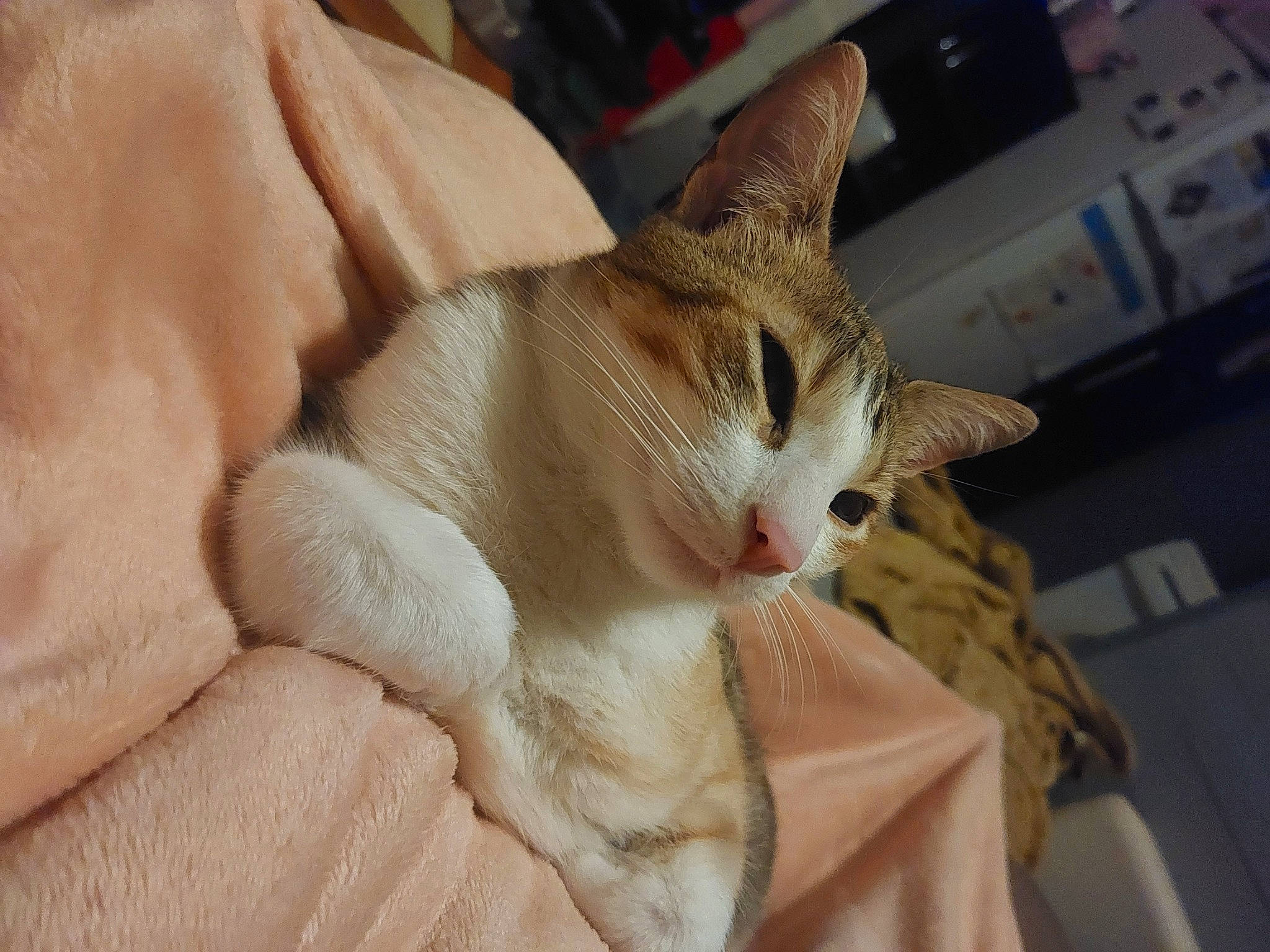 Ruby a rejoint le concours — aidez-le/la à gagner de superbes lots ! canidae, carnivore, cat, claw, comfort, domestic_short_haired_cat, eye, fawn, felidae, fur, human_leg, linens, mammal, nap, paw, small_to_medium_sized_cats, snout, tail, whiskers