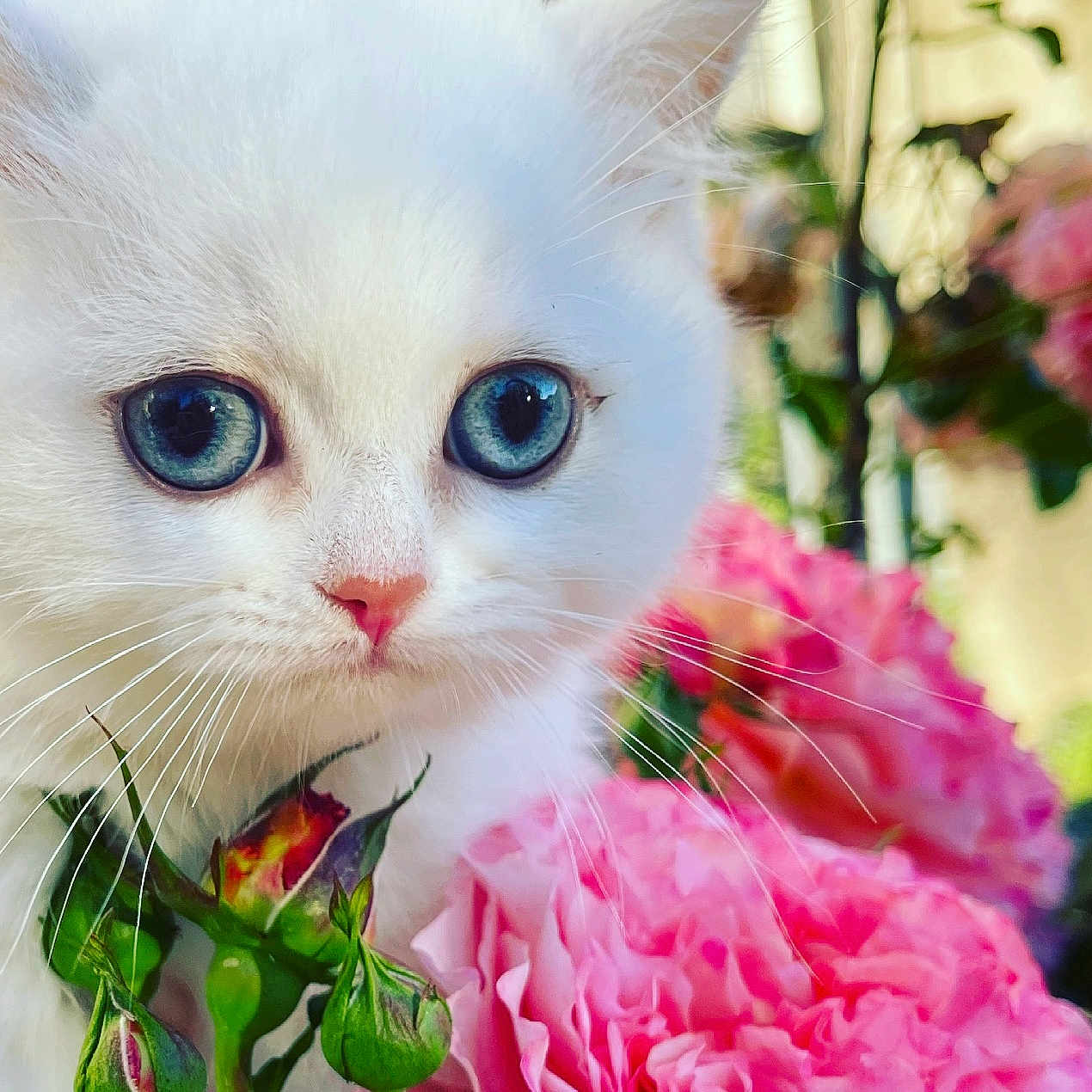 Starlette participe au concours pour gagner de l'argent avec cette photo : angora, animal, carnation, cat, dahlia, daisy, face, flower, flowerarrangement, flowerbouquet, geranium, head, kitten, person, pet, petal, plant, pottedplant, rose, smelling