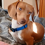 Bentley is registered to the contest to win money with this photo: animal, bedspread, blue_collar, blurred, brown_dog, canine, companion, confused, cute, dog, domestic_animal, furniture, household, indoor, pet, resting, sleepy, small_dog, soft_lighting, wooden_chair