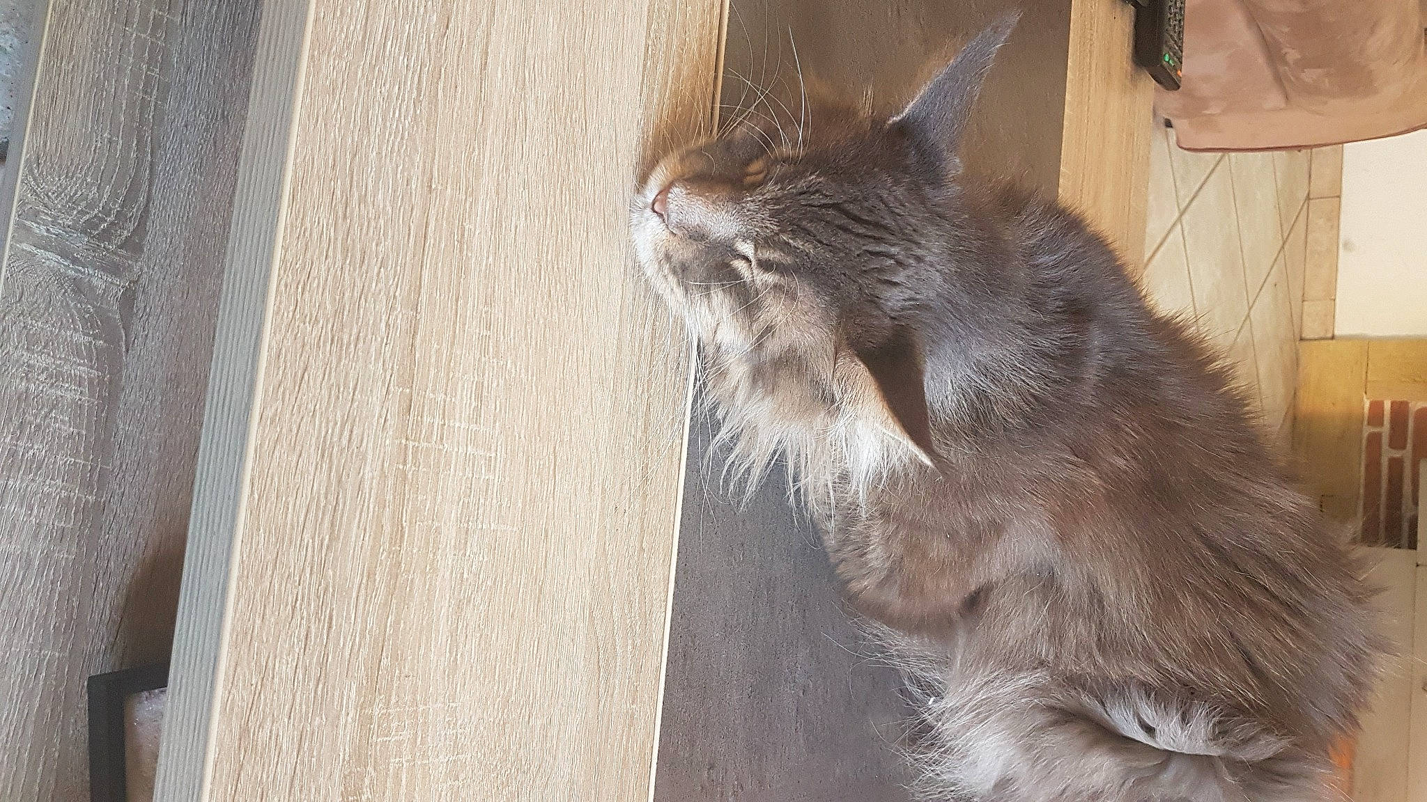 Navaro participe au concours pour gagner de l'argent avec cette photo : black_cat, carnivore, cat, chartreux, claw, domestic_short_haired_cat, fawn, felidae, flooring, fur, grey, hardwood, paw, small_to_medium_sized_cats, snout, tail, terrestrial_animal, whiskers, window, wood