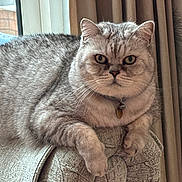Puss is registered to the contest to win money with this photo: cat, tabby, fluffy, pet, indoor, couch, armrest, furniture, curtains, relaxed, domestic, animal, portrait, whiskers, ears, collar, bell, window, home, resting