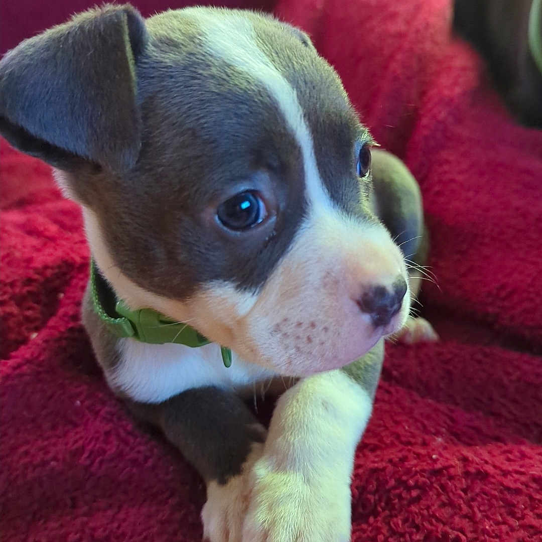 Airy is registered to the contest to win money with this photo: animal, architecture, beagle, blanket, building, bulldog, canine, chihuahua, couch, cushion, dog, frenchbulldog, furniture, homedecor, hound, indoors, pet, pitbull, puppy, snout