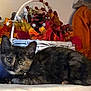 Astrid is registered to the contest to win money with this photo: accessories, animal, bag, basket, cat, couch, flower, flowerarrangement, furniture, handbag, head, homedecor, kitten, manx, person, pet, petal, plant, pottedplant, purse