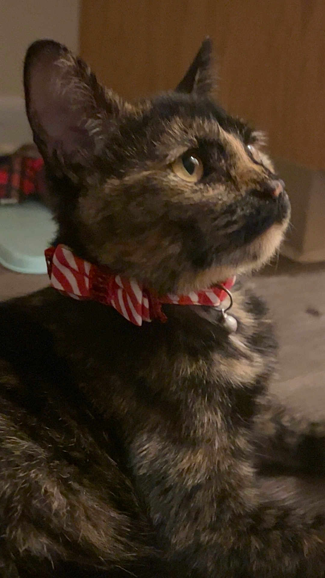 Astrid is registered to the contest to win money with this photo: abyssinian, accessories, animal, bird, brasssection, cat, chicken, collar, couch, formalwear, fowl, furniture, horn, kitten, manx, musicalinstrument, pet, poultry, strap, tie