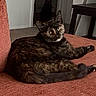 Astrid joined the competition — help win amazing prizes! cat, tortoiseshell, feline, pet, animal, portrait, sitting, lounging, staring, eyes, ears, whiskers, tail, fur, indoor, chair, furniture, home, red, relaxed