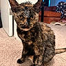 Astrid is registered to the contest to win money with this photo: cat, tortoiseshell, wet_fur, scruffy, sitting, portrait, golden_eyes, large_ears, whiskers, animal, pet, indoor, carpet, living_room, furniture, couch, close_up, front_view, brown_fur, funny_expression