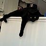 Lilith is registered to the contest to win money with this photo: black_cat, cat, feline, golden_eyes, pet, animal, kitchen, refrigerator, appliance, indoor, home, lounging, relaxed, hanging_paw, dramatic_pose, fur, whiskers, portrait, domestic_animal, funny
