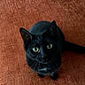 Lilith is registered to the contest to win money with this photo: black_cat, cat, feline, pet, animal, green_eyes, golden_eyes, whiskers, pointed_ears, sitting, indoors, upward_gaze, portrait, close_up, dark_fur, shiny_fur, upholstery, brown_background, cozy, cute