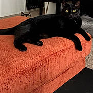 Lilith joined the competition — help win amazing prizes! cat, cats, black_cat, kitten, feline, pet, animal, lounging, sitting, orange_ottoman, furniture, living_room, indoors, home, carpet, remote_control, portrait, yellow_eyes, peeking, relaxed