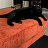 cat, cats, black_cat, kitten, feline, pet, animal, lounging, sitting, orange_ottoman, furniture, living_room, indoors, home, carpet, remote_control, portrait, yellow_eyes, peeking, relaxed