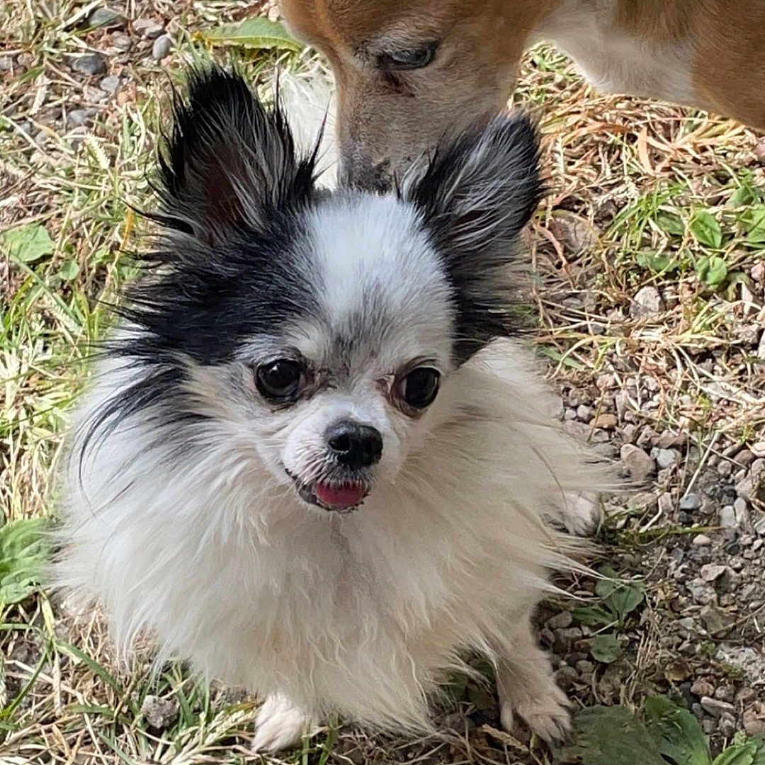 Omar Grido joined the competition — help win amazing prizes! animal, black_and_white, close_up, curious, cute, dog, ears, fluffy, fur, grass, ground, leaves, nature, outdoor, pet, small_dog, sniffing, tan, tongue, two_dogs