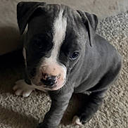 King is registered to the contest to win money with this photo: dog, puppy, pet, indoor, carpet, sitting, looking_up, eyes, nose, paws, white_marking, short_hair, ears, close_up, cute, domestic_animal, gray_coat, portrait, floor, gaze