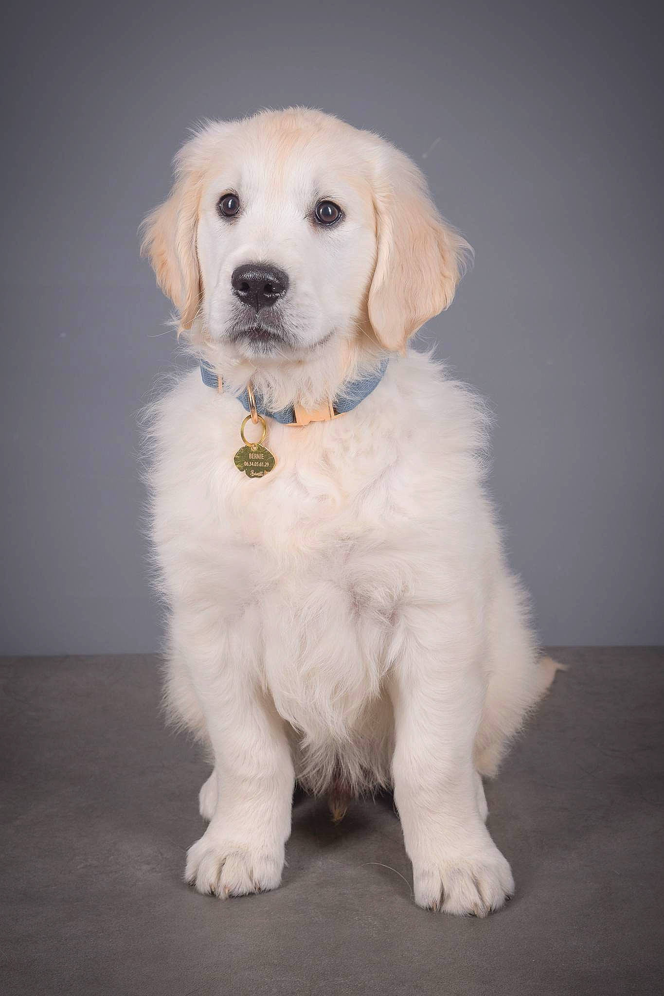 Bernie a rejoint le concours — aidez-le/la à gagner de superbes lots ! carnivore, chair, companion_dog, dog, dog_breed, dog_collar, fawn, fur, gun_dog, happy, paw, puppy, working_animal