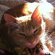 Peachy joined the competition — help win amazing prizes! animal, blanket, cat, cozy, cute, domestic_animal, ears, feline, indoor, leopard_print, nap, orange_cat, pet, plush_toy, relaxing, resting, sleeping, soft_texture, sunlight, whiskers