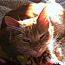 animal, blanket, cat, cozy, cute, domestic_animal, ears, feline, indoor, leopard_print, nap, orange_cat, pet, plush_toy, relaxing, resting, sleeping, soft_texture, sunlight, whiskers