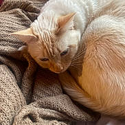 Diana a rejoint le concours — aidez-le/la à gagner de superbes lots ! cat, cream_colored, curled_up, knit_blanket, brown_blanket, cozy, indoor, pet, feline, fur, resting, soft_light, close_up, sleepy, whiskers, tail, ears, relaxed, warm, textured_fabric